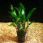 Криптокорина Вендта Зеленая (Пучок) Cryptocoryne wendtii Green - 
