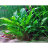 Криптокорина Вендта Зеленая (Пучок) Cryptocoryne wendtii Green - 