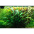 Криптокорина Вендта Зеленая (Пучок) Cryptocoryne wendtii Green - 