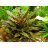 Криптокорина Вендта Зеленая (Пучок) Cryptocoryne wendtii Green - 