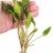 Криптокорина Желтая (Пучок) Cryptocoryne Lutea - 