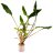 Криптокорина Желтая (Пучок) Cryptocoryne Lutea - 