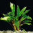 Криптокорина Желтая (Пучок) Cryptocoryne Lutea - 
