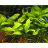 Криптокорина Желтая (Пучок) Cryptocoryne Lutea - 