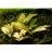 Криптокорина Желтая (Пучок) Cryptocoryne Lutea - 