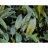Криптокорина Желтая (Пучок) Cryptocoryne Lutea - 