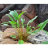 Криптокорина Желтая (Пучок) Cryptocoryne Lutea - 