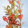Растение Tetra DecoArt Plant S Red Ludwigia 15 см. (Людвигия красная)