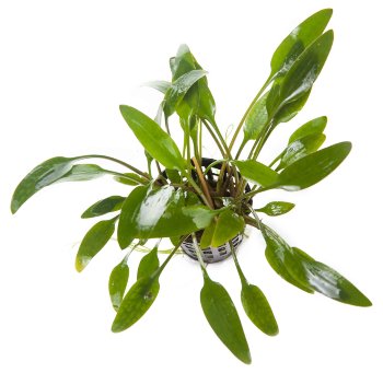 Криптокорина Уиллиса (Горшок) Cryptocoryne willisii 