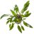Криптокорина Уиллиса (Горшок) Cryptocoryne willisii - 