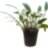 Криптокорина Уиллиса (Горшок) Cryptocoryne willisii - 