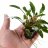 Криптокорина Уиллиса (Горшок) Cryptocoryne willisii - 