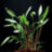 Криптокорина Уиллиса (Горшок) Cryptocoryne willisii - 
