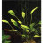 Криптокорина Уиллиса (Горшок) Cryptocoryne willisii - 