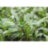 Криптокорина Уиллиса (Горшок) Cryptocoryne willisii - 