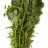 Лимнофила сидячецветковая (Пучок) Limnophila sessiliflora - 