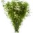 Лимнофила сидячецветковая (Пучок) Limnophila sessiliflora - 