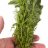 Лимнофила сидячецветковая (Пучок) Limnophila sessiliflora - 