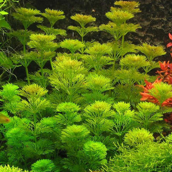 Лимнофила сидячецветковая (Пучок) Limnophila sessiliflora 