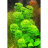 Лимнофила сидячецветковая (Пучок) Limnophila sessiliflora - 