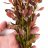 Людвигия ползучая (Пучок) Ludwigia repens - 