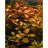 Людвигия ползучая (Пучок) Ludwigia repens - 