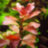 Людвигия ползучая (Пучок) Ludwigia repens - 