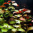 Людвигия ползучая (Пучок) Ludwigia repens - 