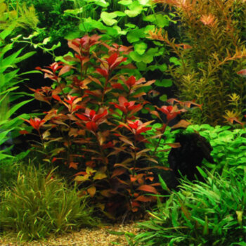 Людвигия ползучая (Пучок) Ludwigia repens 