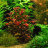 Людвигия ползучая (Пучок) Ludwigia repens - 