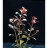 Людвигия ползучая (Пучок) Ludwigia repens - 