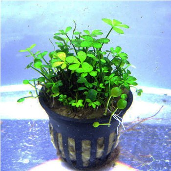 Марсилия четырехлистная (Горшок) Marsilea quadrifolia 