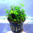 Марсилия четырехлистная (Горшок) Marsilea quadrifolia - 