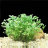 Марсилия четырехлистная (Горшок) Marsilea quadrifolia - 
