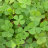 Марсилия четырехлистная (Горшок) Marsilea quadrifolia - 