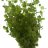 Микрантемум тенистый (Пучок) Micranthemum umbrosum - 