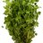 Микрантемум тенистый (Пучок) Micranthemum umbrosum - 