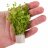 Микрантемум тенистый (Пучок) Micranthemum umbrosum - 