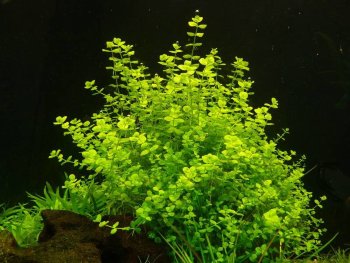 Микрантемум тенистый (Пучок) Micranthemum umbrosum 