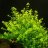 Микрантемум тенистый (Пучок) Micranthemum umbrosum - 
