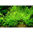 Микрантемум тенистый (Пучок) Micranthemum umbrosum - 