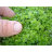 Микрантемум тенистый (Пучок) Micranthemum umbrosum - 