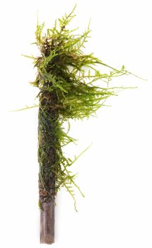 Мох Яванский на бамбуке 15см, Vesicularia dubyana-real bamboo stick. 