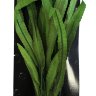 Растение для аквариума шелковое Prime Криптокорина Балансе 40 см.