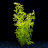 Папоротник индийский (Пучок) Ceratopteris siliquosa - 
