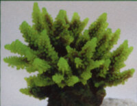 Коралл Vitality зеленый 11,5x10x9см (SH095G)