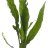 Папоротник таиландский (Пучок) Microsorum pteropus - 