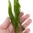 Папоротник таиландский (Пучок) Microsorum pteropus - 