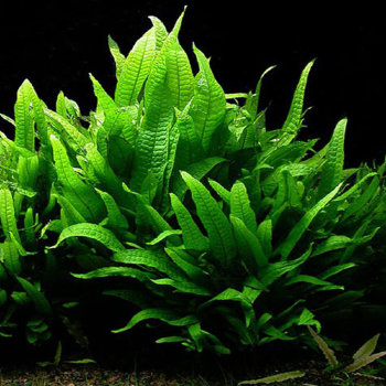 Папоротник таиландский (Пучок) Microsorum pteropus 
