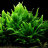 Папоротник таиландский (Пучок) Microsorum pteropus - 